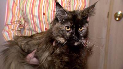 Челябинцы все чаще предпочитают держать «домашнюю рысь» 