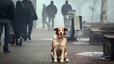 Южноуральские общественники предлагают ввести обязательное чипирование домашних животных  Южноуральские общественники предлагают ввести обязательное чипирование домашних животных