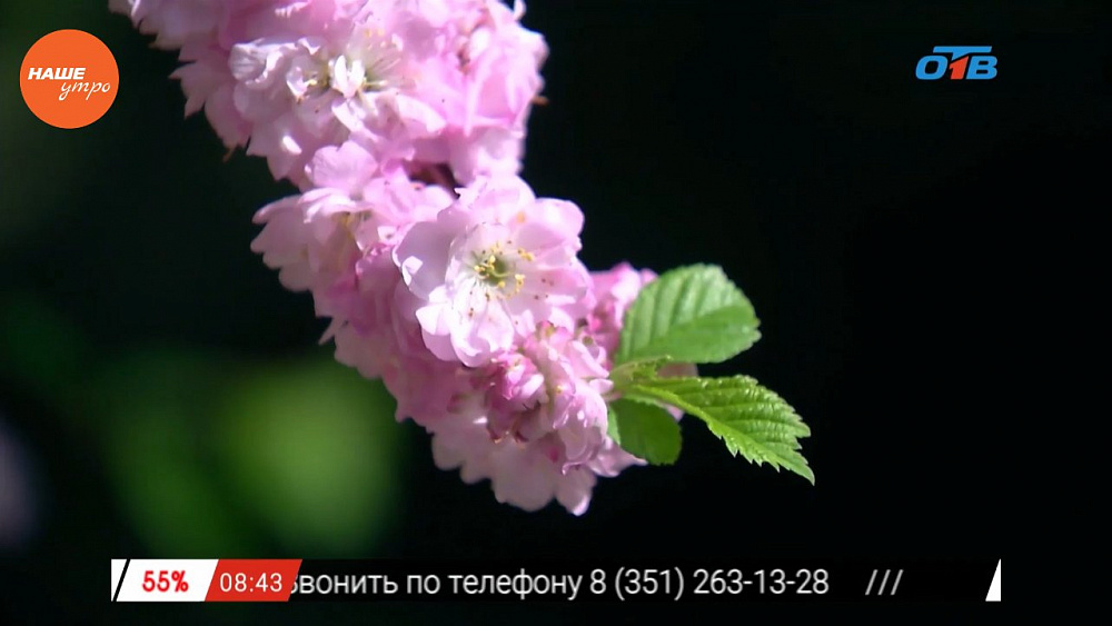 Наше УТРО на ОТВ – включение с цветущей сакуры