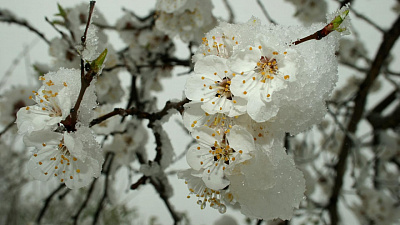 Заморозки до минус 6 ожидаются в Челябинской области
