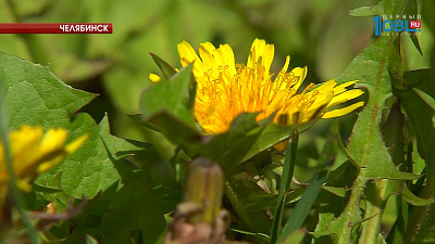 Депутат Илья Мительман купил газонокосилки для Челябинска