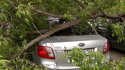 «Мы собираемся подавать в суд на хозяина дерева!» 
