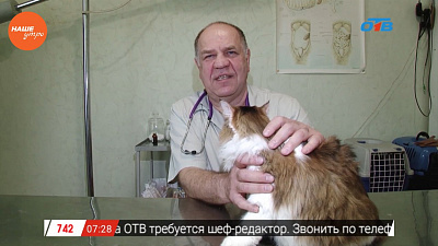 Ветеринар рассказал, почему кошка много пьет