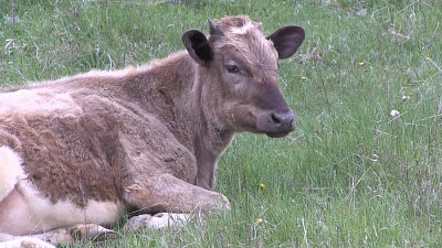 Скотокрады протащили корову через теплицу 