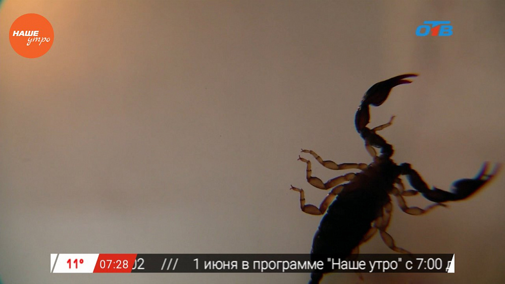 Наше УТРО на ОТВ – пушистое утро о скорпионах