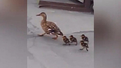 Утиное семейство обжило комбинат в Челябинске