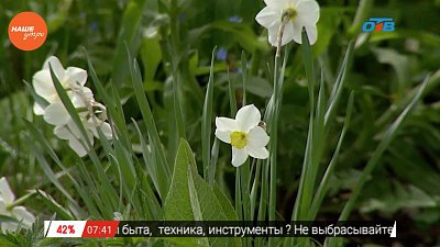 Наше УТРО на ОТВ – травница о заготовке нарцисса