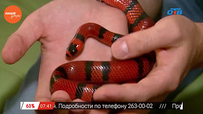 Наше УТРО на ОТВ – пушистое утро о змеях Наше УТРО на ОТВ – пушистое утро о змеях