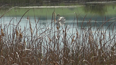 Птичий рай в Еманжелинске