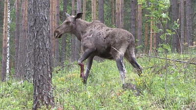 Лось потерял ногу в ДТП под Миассом 