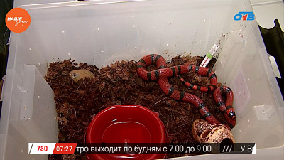 Наше УТРО на ОТВ – пушистое утро о змеях Наше УТРО на ОТВ – пушистое утро о змеях