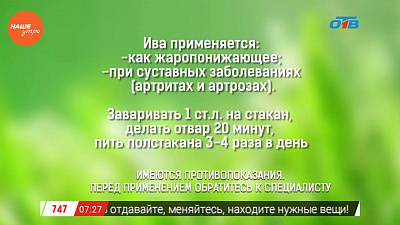 Наше УТРО на ОТВ – травница о лечебных свойствах ивы