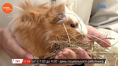 Наше УТРО на ОТВ – пушистое утро о морских свинках