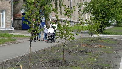 Челябинцы добились восстановления вырубленной аллеи после вмешательства депутата