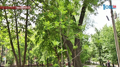 В Металлургическом районе высадили 350 молодых яблонь, лип и рябин