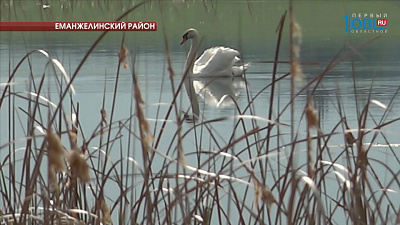 На озере Большой Сарыкуль живут несколько лебединых семей 