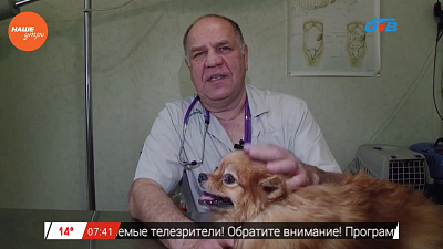 Ветеринар Николай Калинин обнаружил проблемы с ушами у шпица