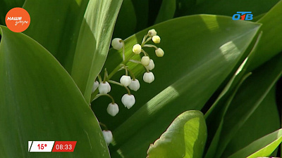 Наше УТРО на ОТВ – травница о лечебных свойствах ландыша