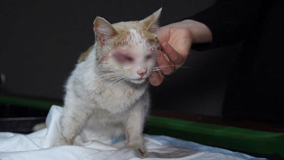 Волонтеры спасли кота с выколотыми глазами 