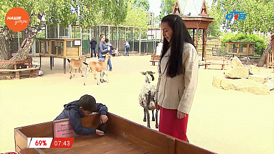 Наше УТРО на ОТВ – пушистое утро о морских свинках