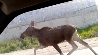 Лось пробежал по дорогам Миасса