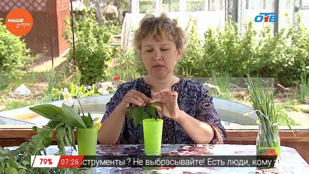 Наше УТРО на ОТВ – травница о том, как лечить глаукому