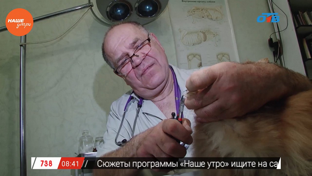 Ветеринар Николай Калинин осмотрел шпица Барби