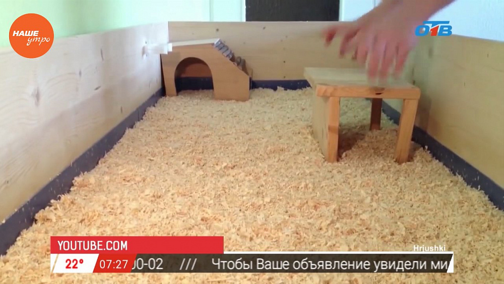 Наше УТРО на ОТВ – пушистое утро о морских свинках (3 часть)