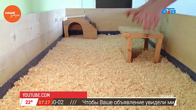 Наше УТРО на ОТВ – пушистое утро о морских свинках (3 часть)