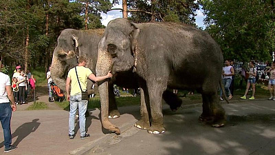 Слоны в парке Челябинска 