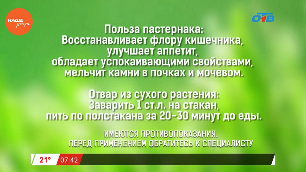 Наше УТРО на ОТВ – травница о лечебных свойствах пастернака