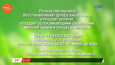 Наше УТРО на ОТВ – травница о лечебных свойствах пастернака