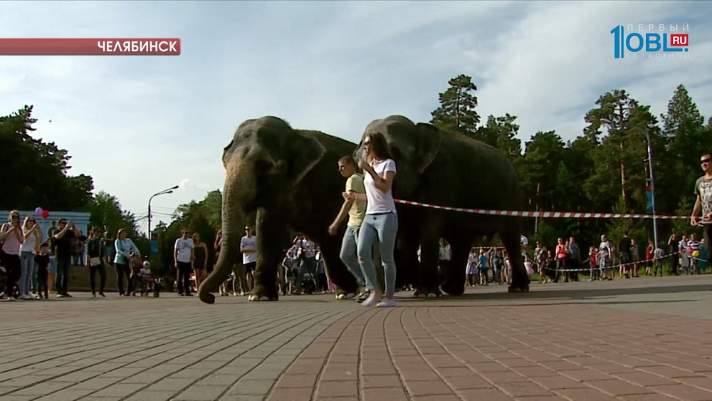 В челябинских парках выгуливают слонов