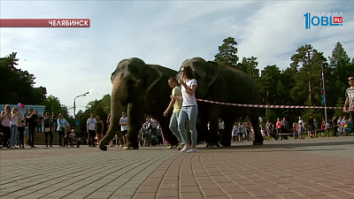 В челябинских парках выгуливают слонов