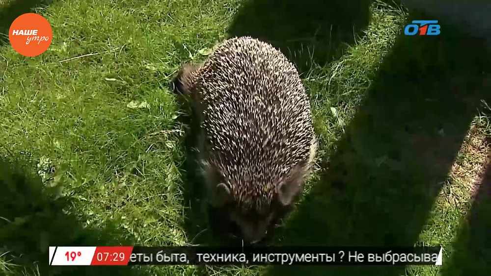 Наше УТРО на ОТВ – пушистое утро о ежах