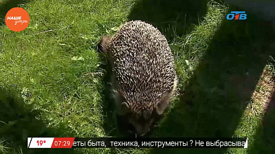 Наше УТРО на ОТВ – пушистое утро о ежах