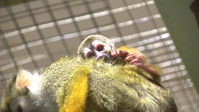 «Детский сад» в Челябинском зоопарке. Олененок, волчата и кинжажу заполнили вольеры