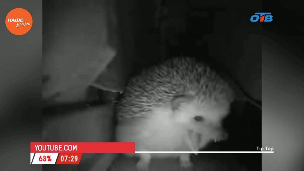 Наше УТРО на ОТВ – пушистое утро о ежах (2 часть)