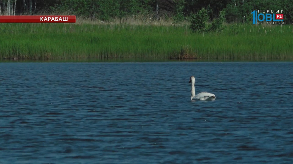 На озере в Карабаше поселилась стая белых лебедей