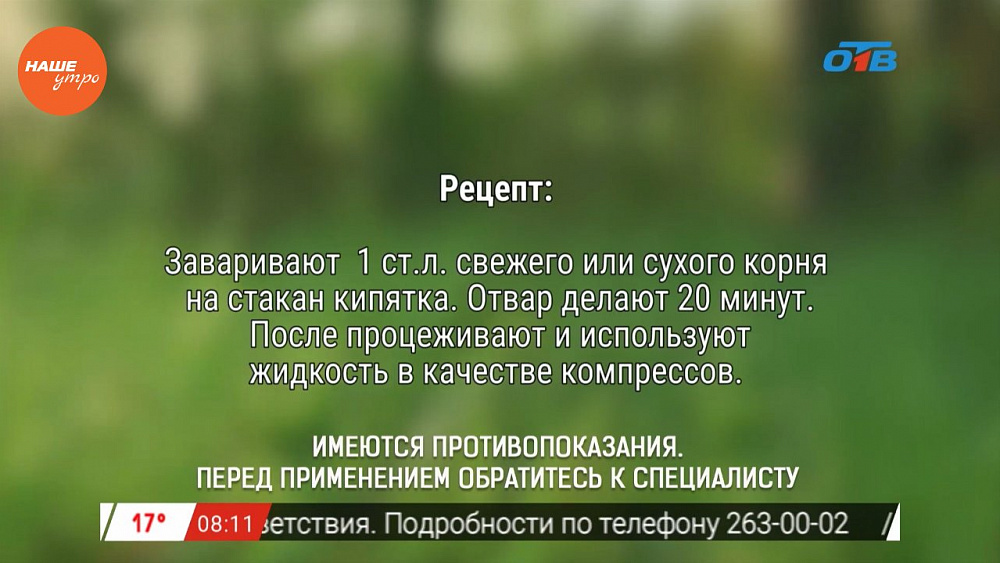 Наше УТРО на ОТВ – травница о корне пастернака