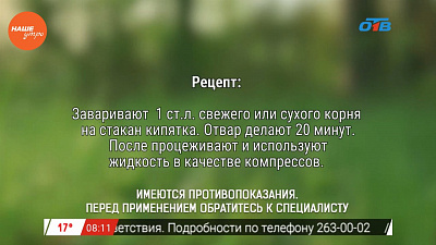 Наше УТРО на ОТВ – травница о корне пастернака