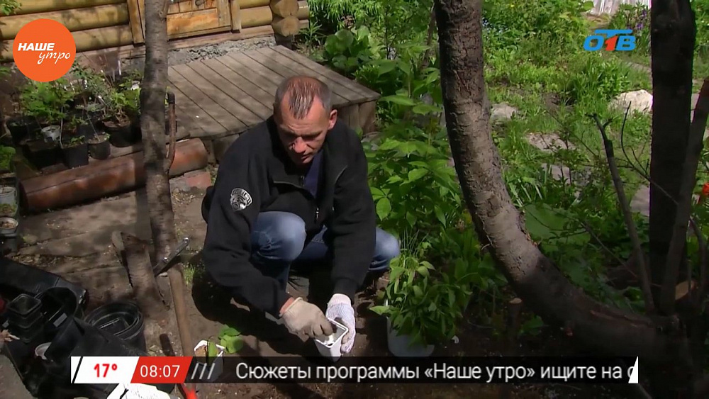 Наше УТРО на ОТВ – мужское хобби – экзотические растения