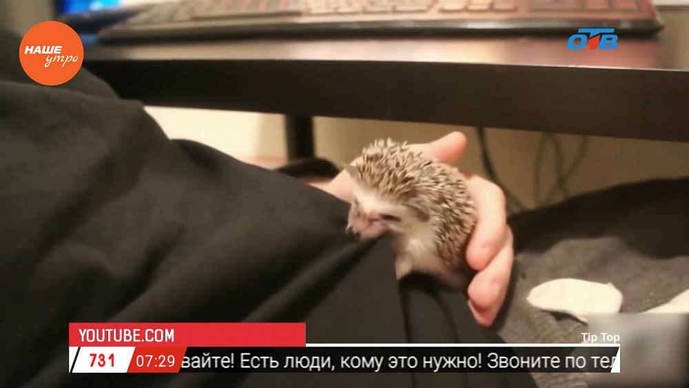 Наше УТРО на ОТВ – пушистое утро о ежах (3 часть)