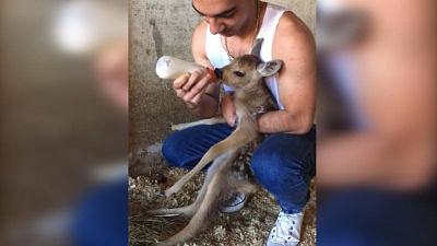 Сиротка-косуленок стал новым обитателем приюта «Спаси меня»