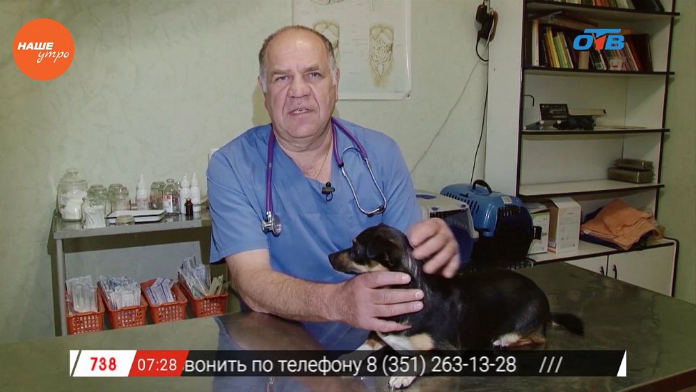 Ветеринар Николай Калинин рассказал, как правильно перевозить животных