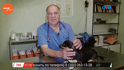 Ветеринар Николай Калинин рассказал, как правильно перевозить животных