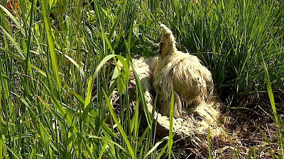 Спор соседей едва не вылился в драку «на костях»