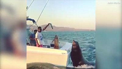 Танцующие коты, огромный тюлень и нападение льва на внедорожник. Подборка лучших видео с животными