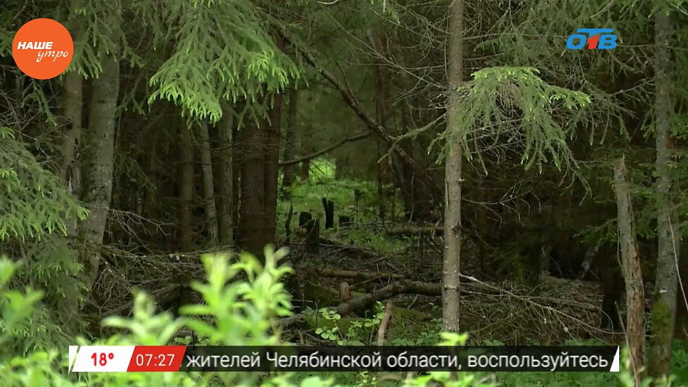 Наше УТРО на ОТВ – лесоучет в парке Зюраткуль