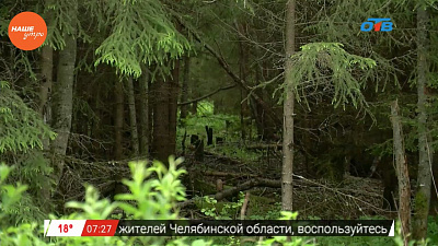 Наше УТРО на ОТВ – лесоучет в парке Зюраткуль